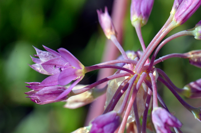 Dusky Onion blooms across it’s wide geographical range from May or June through August and as late as June to July in Washington. Allium campanulatum 